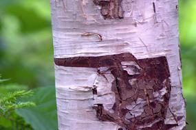 tree post in line