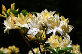 yellow flowers on a branch view