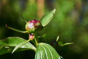 Peony Bud Flower