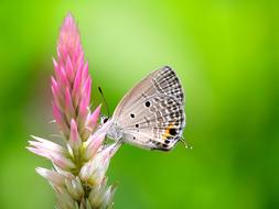 Nature Butterfly Insect