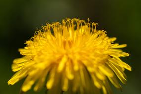 Dandelion Flowers Nature