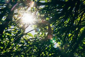 Tree Leaf Foliage