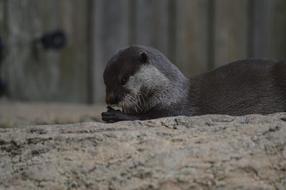 Otter Nature Zoo