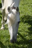 Mold Mare Main And State Stud