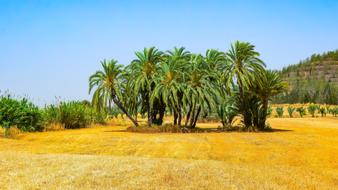 Landscape Nature Trees