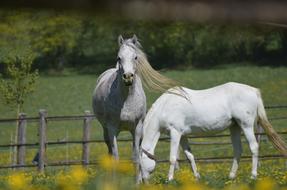 Mold Mare Main And State Stud