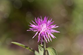 Flower Purple Blossom