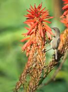 Gray bird on a flower