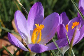 crocus is magnificent