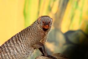 Mongoose Mungo Mungos