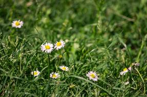 Flowers Daisies Petals