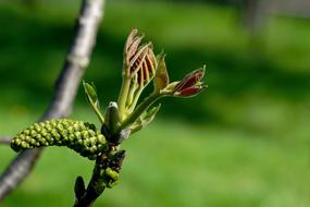 Nature Leaf Walnut