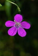 Forest Geranium Flower Purple