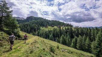 Nature Mountain Tree