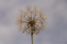 Large Dandelion Plant Furry