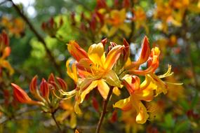 Rhododendron Nature Flower