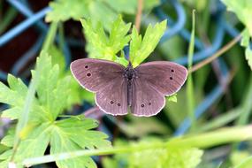 Butterfly Nature Insect