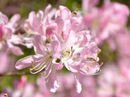 flowers pink is a beautiful sight