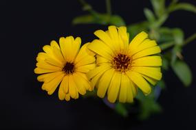 Calendula Yellow