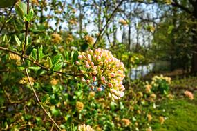 Viburnum Anne Russel