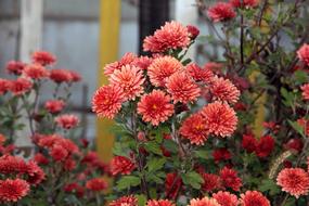 Chrysanthemum Flower Plant