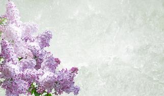 Greeting Card Lilac Desktop