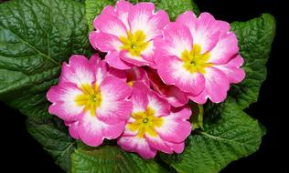 Primrose Pink Plant
