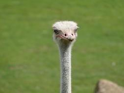 Nature Wildlife Animal