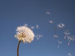 Dandelion Nature Fluffy