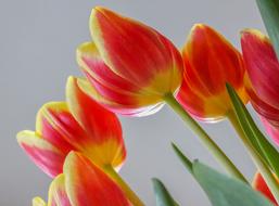 Tulips Cut Flowers