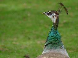 adorable peacock head