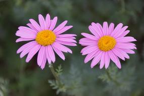 the flowers are pink two
