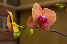 Orchid Flower Nature