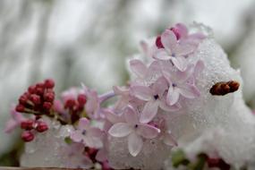 Flower Nature Plant
