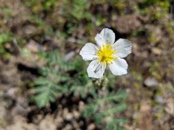 Nature Plant
