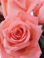 Rose Flower Petal