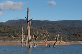 Lake Dead Trees Landscape