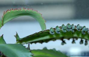 Kalanchoe Potted Flower A