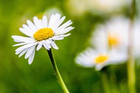 chamomile is a lot of meadow
