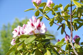 Nature Plant Flower