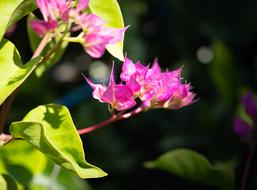 Bougainvillea Blossom Flowers Pink