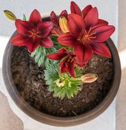 Red Lillies Flower Pot