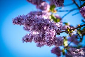 Lilac Blossom Bloom