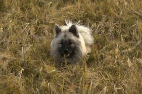 Dog in wheat