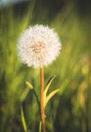 Nature Dandelion Summer