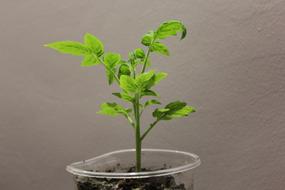 Sheet Plant Shoots
