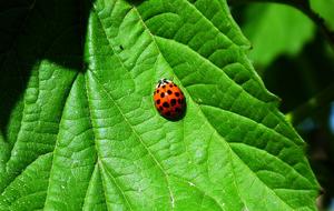 Leaf Viburnum Nature
