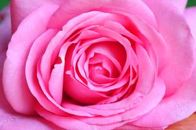 pink beautiful big