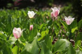 Nature Plants Flowers