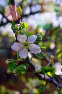 Wood Flower Branch